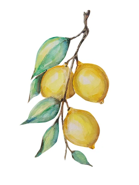 Ручное Рисование Акварелью Лимона Иллюстрационное Искусство — стоковое фото