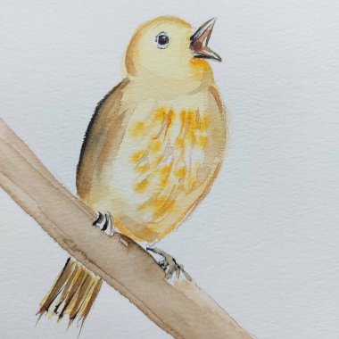 Watercolor drawing of bird. Illuystration art.
