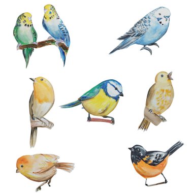 Set of Watercolor drawing of birds. Illuystration art.
