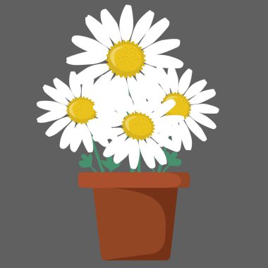 Esrar üzerinde güzel papatya, izole edilmiş vektör çizimi, kusursuz.