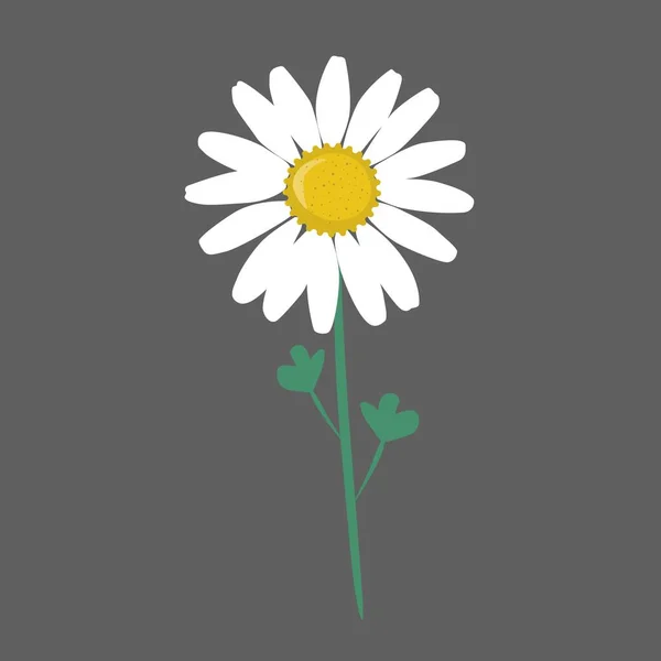 Beautiful Daisy Flower Isolated Vector Illustration Seamless — Stock Vector