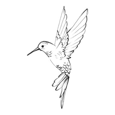 Uçan sinekkuşu, vektör illüstrasyon sanatı