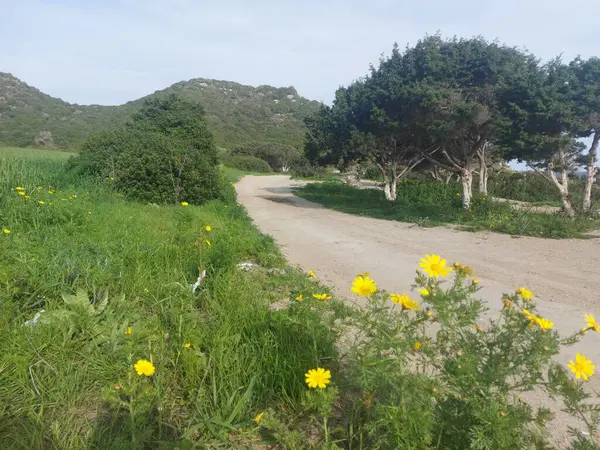 Bahçedeki güzel çiçekler