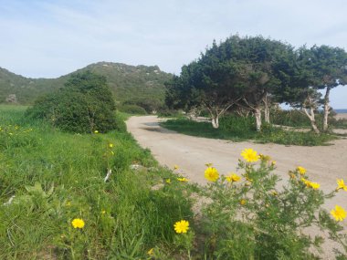 Dağlarda bir ağacı olan güzel bir manzara.