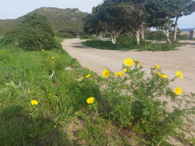 Bahçedeki güzel çiçekler