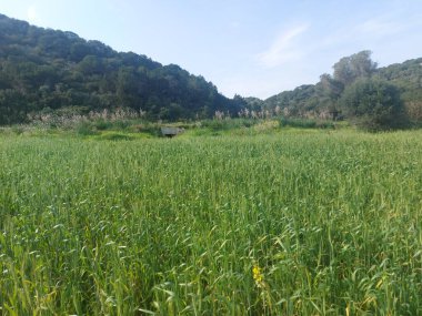 Mavi gökyüzü ile yeşil alan