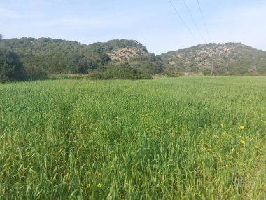 yeşil çimenler tarlada