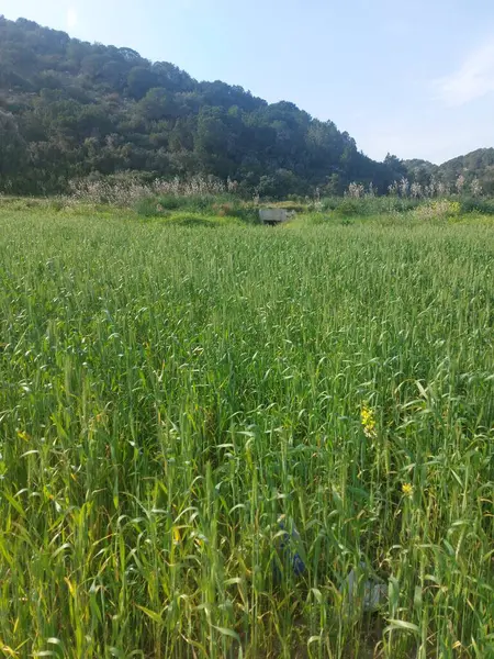 İsrail 'in kuzeyindeki Akdeniz adası vadisinin yeşil tarlası