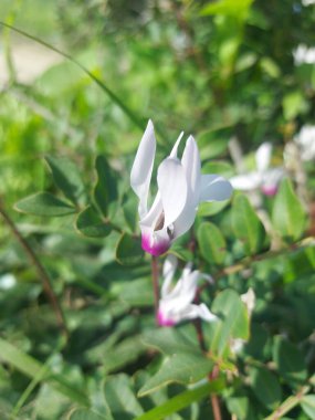 Bahçedeki güzel pembe çiçekler