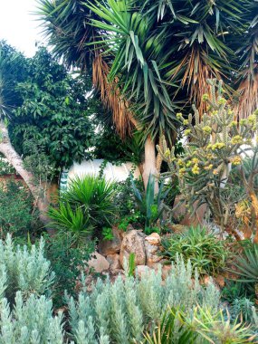 Güzel botanik fotoğrafı, doğal duvar kağıdı.