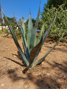 İspanya 'daki kaktüs bitkisi