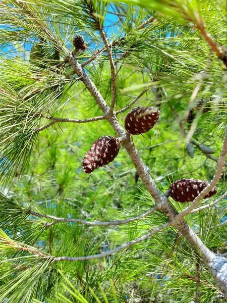 pine cone on pine tree