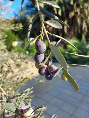 Zeytin ağacının yakın çekim