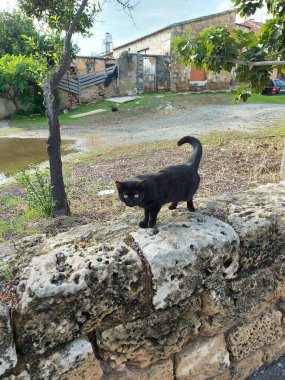 Eski Kotor kasabasında bir kedi