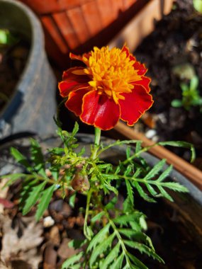 Bahçedeki güzel çiçekler