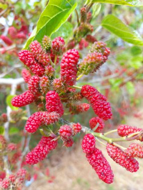 Bahçedeki bir ağacın kırmızı meyveleri