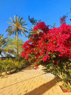 Bahçede güzel tropikal çiçekler.