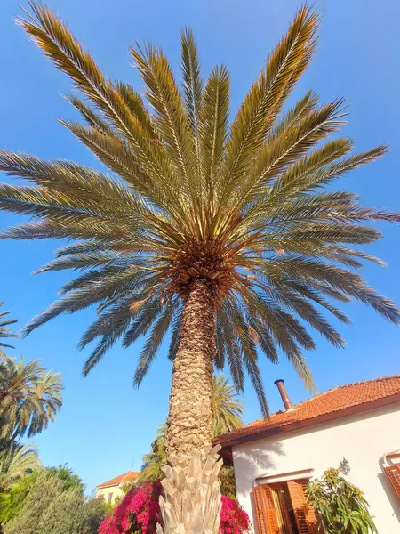 palm tree, spain, travel, holiday