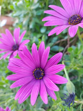 Bahçedeki güzel çiçekler