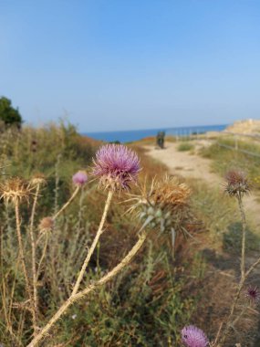 Tarladaki güzel çiçekler