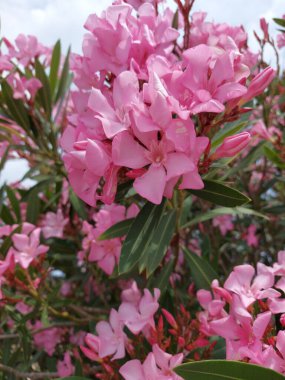 Bahçedeki güzel pembe çiçekler