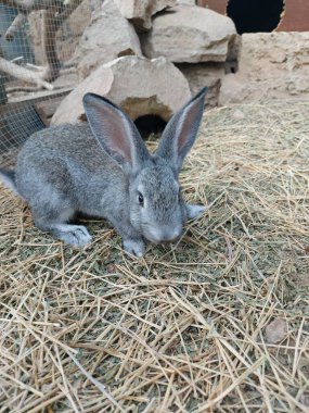 Hayvanat bahçesindeki beyaz tavşan