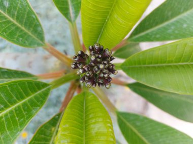 Siyah yapraklı yeşil çiçeği kapat