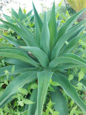 Güzel botanik fotoğrafı, doğal duvar kağıdı.