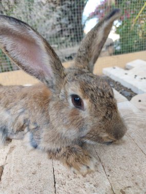 Kafeste tavşan var.