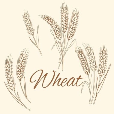 Buğday, kulak, çavdar..