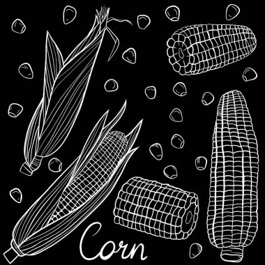 Bir dizi vektör el çizilmiş mısır, çizim tarzı. vektör illüstrasyonu