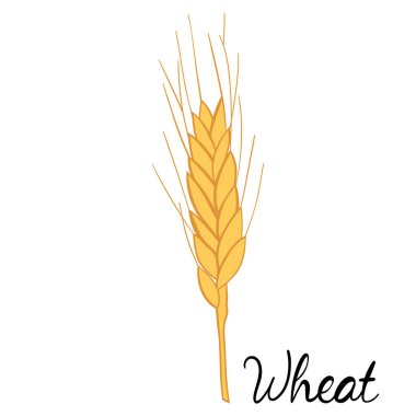 Buğday simgesi kulakları, vektör illüstrasyonu