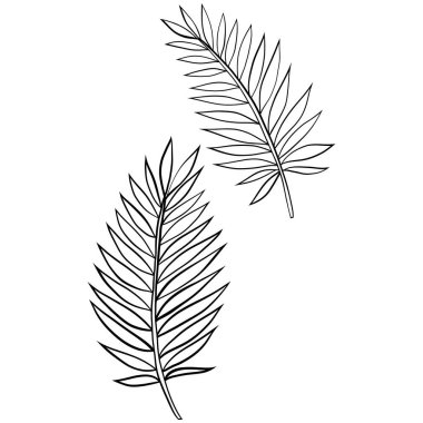 El çizimi tropikal yaprak, vektör.