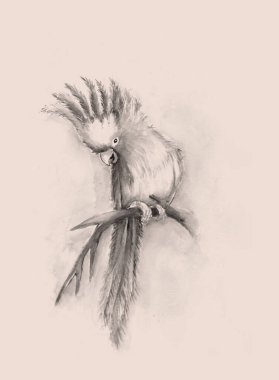 Beyaz arkaplanda el çizimi kuş