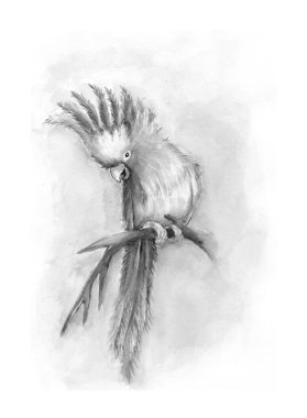 Suluboya elle çizilmiş bir kuş resmi