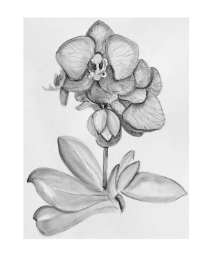 elle çizilmiş orkide çiçek