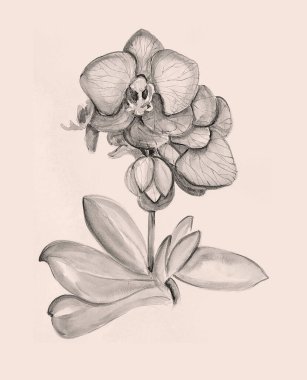  elle çizilmiş orkide çiçek
