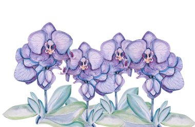 Beyaz arka planda Suluboya Çiçekler ve Yapraklar.