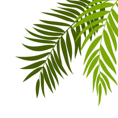 Beyaz arka plan üzerinde palmiye ağacının yaprakları