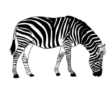 Zebra siyah ve beyaz