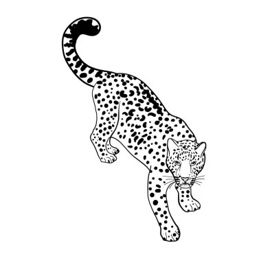 Bir leoparın silüetinin vektör çizimi 