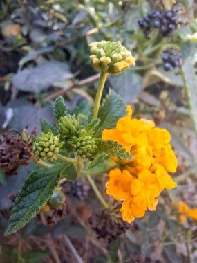 Bahçedeki sarı çiçek