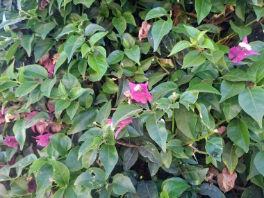 Bahçedeki güzel pembe çiçekler