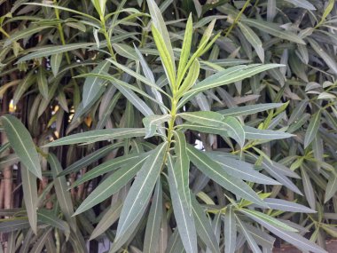 beautiful close up photo of green leas plants, Bari, Italy, 9 of August, 2025.