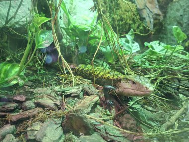 Hayvanat bahçesinde bir kertenkele