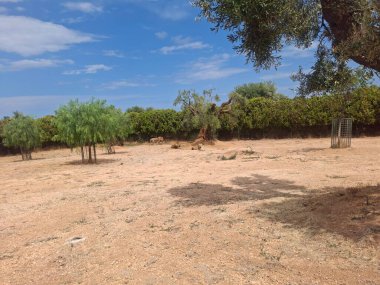 Parkta bir ağacı olan güzel bir manzara.