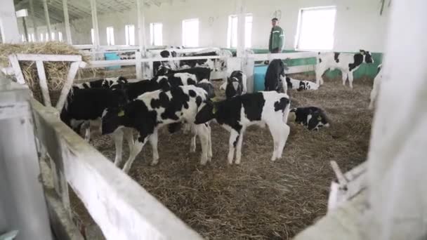 Malí Býci Farmě Hovězí Farma — Stock video