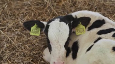 Çiftlikteki küçük boğalar. Sığır çiftliği