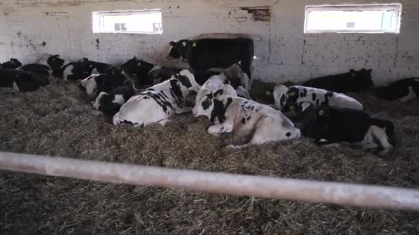Kleine Stieren Boerderij Rundveehouderij — Stockvideo