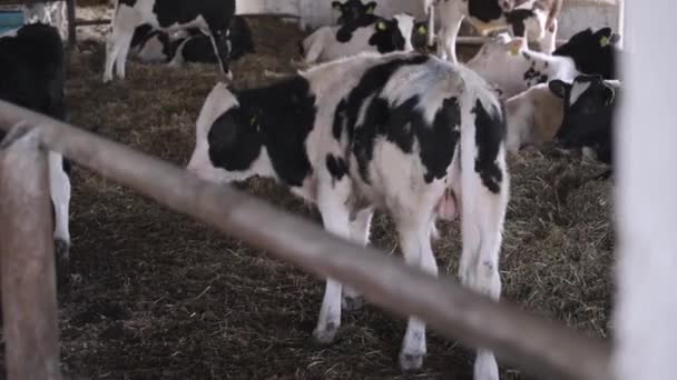 Μικροί Ταύροι Στη Φάρμα Εκμετάλλευση Βοείου Κρέατος — Αρχείο Βίντεο